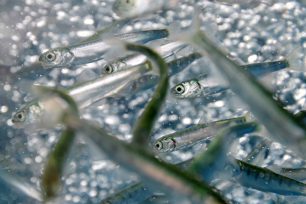 연어 치어 모습. 기사 이해를 돕기 위한 자료 사진. 해당 기사 내용과 직접적인 관련은 없다. / 뉴스1