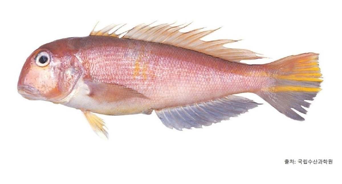옥돔. / 국립수산과학원