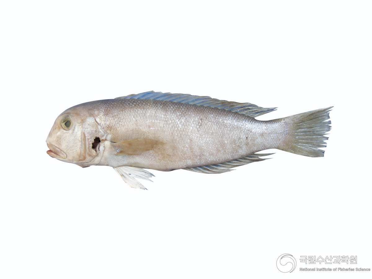 옥두어. / 국립수산과학원