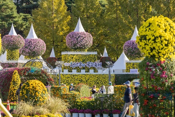 익산 천만송이 국화축제 / 익산시