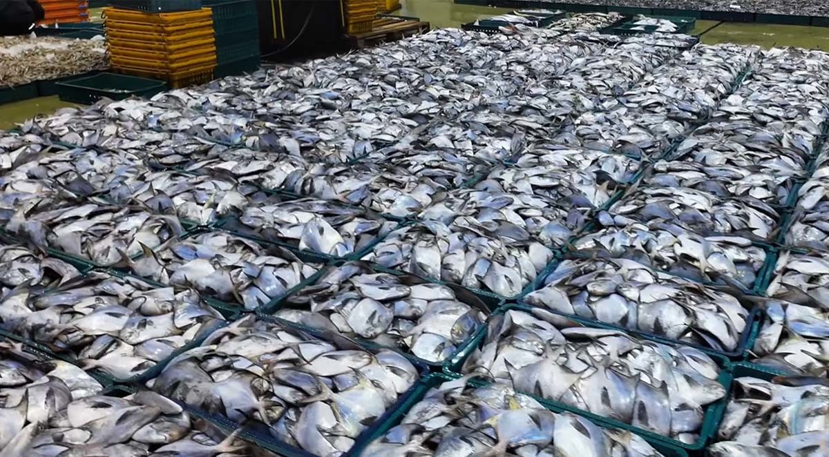 덕자병어 / '찐투어' 유튜브