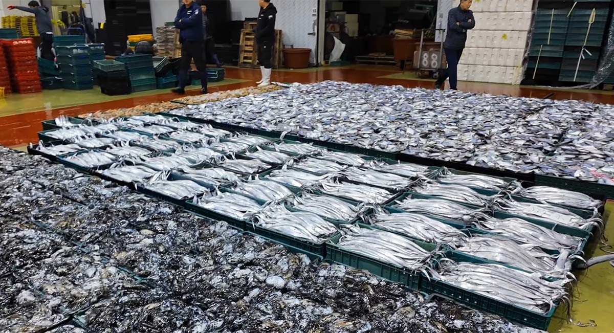 갑오징어, 갈치, 덕자병어(왼쪽부터). / '찐투어' 유튜브