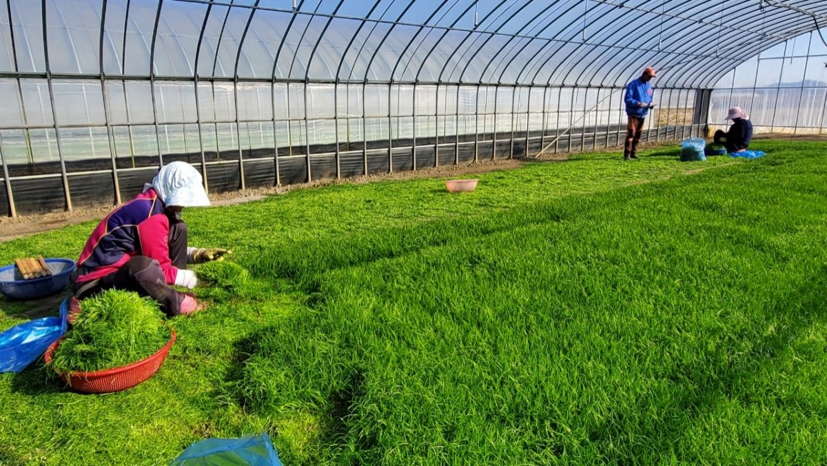 해남군에서 세발나물 수확이 시작됐다. / 해남군 제공