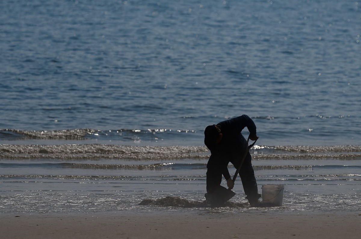 한 어민이 낙지를 잡고 있다. 기사 이해를 돕기 위한 자료 사진. 해당 기사 내용과 직접적인 관련은 없다. / 연합뉴스