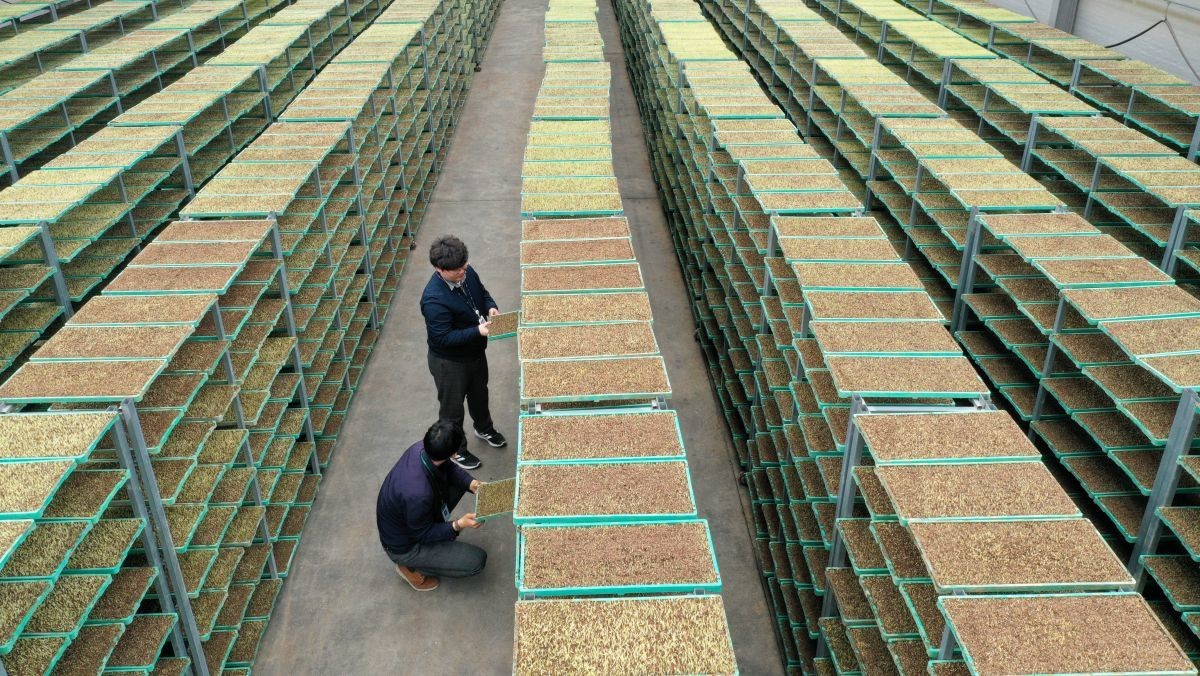 쌀값 4년 만 최고치 / 연합뉴스