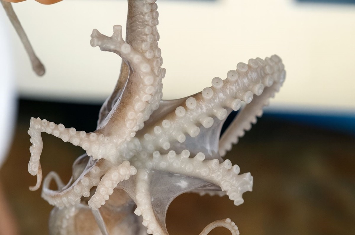 산낙지 모습. 기사 이해를 돕기 위한 자료 사진 / 연합뉴스