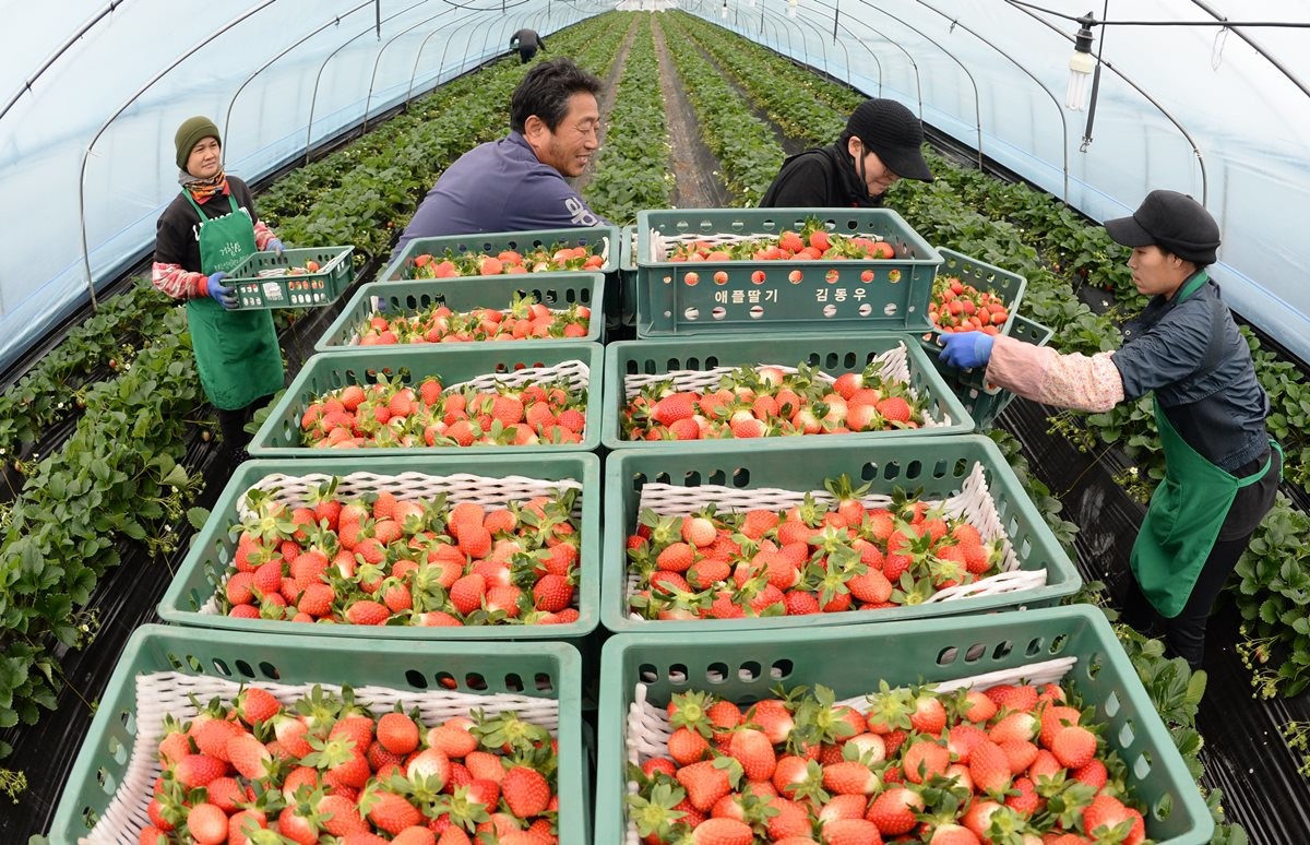 딸기 수확 중인 농가 자료 사진 / 뉴스1