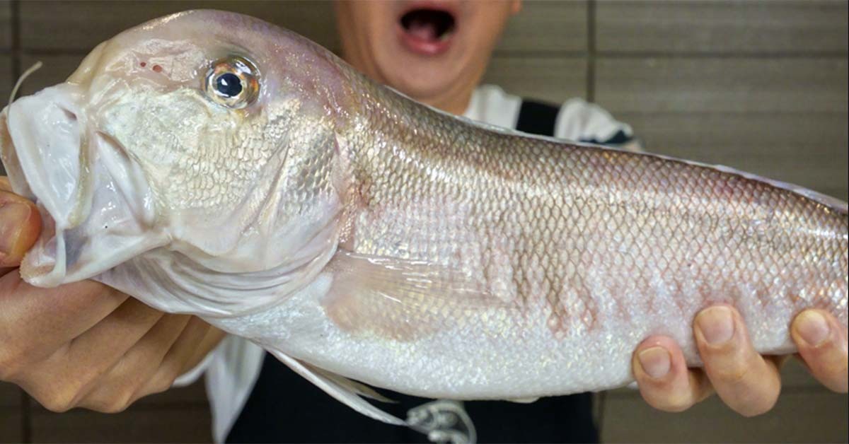 옥두어 / '입질의추억TV' 유튜브