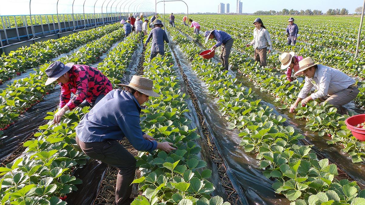 기사 이해를 돕기 위해 AI로 생성한 딸기 수확 이미지