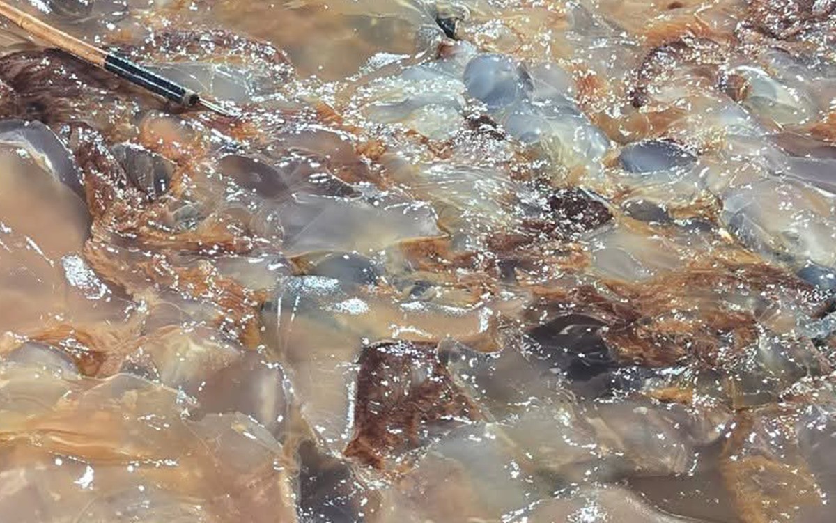 지난 8월 경북 포항시 남구 구룡포항에 입항한 어선에 해파리가 가득 쌓여있다. 당시 포항시는 1kg당 300원에 수매했다. 기사 이해를 돕기 위한 자료 사진. 해양수산부가 10월 28일 오후 4시부로 해파리 위기경보 발령을 해제했다고 밝혔다. 이는 국립수산과학원이 전남 남해 앞바다와 부산과 경남 남해 앞바다, 울산과 경북 동해 앞바다에 발표한 해파리 특보를 28일 오후 4시부로 전면 해제한 데 따른 조치다. / 뉴스1