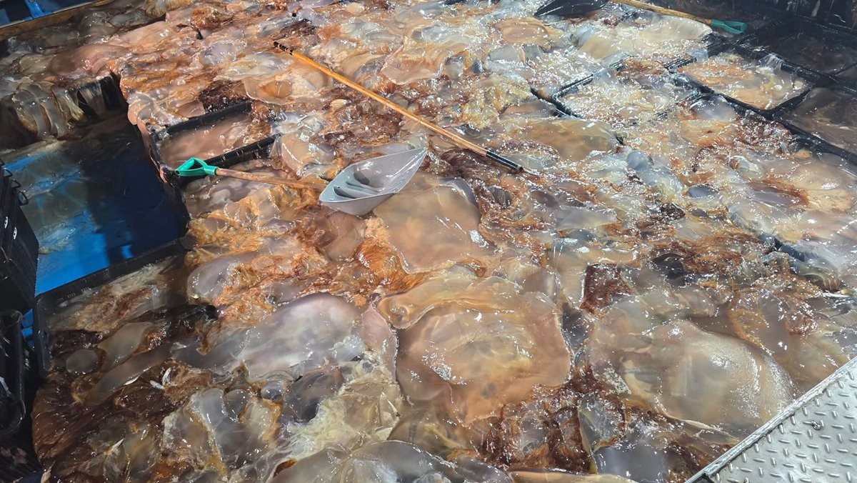 지난 8월 경북 포항시 남구 구룡포항에 입항한 어선에 해파리가 가득 쌓여있다. 당시 포항시는 1kg당 300원에 수매했다. 기사 이해를 돕기 위한 자료 사진. 해양수산부가 10월 28일 오후 4시부로 해파리 위기경보 발령을 해제했다고 밝혔다. 이는 국립수산과학원이 전남 남해 앞바다와 부산과 경남 남해 앞바다, 울산과 경북 동해 앞바다에 발표한 해파리 특보를 28일 오후 4시부로 전면 해제한 데 따른 조치다.     / 뉴스1