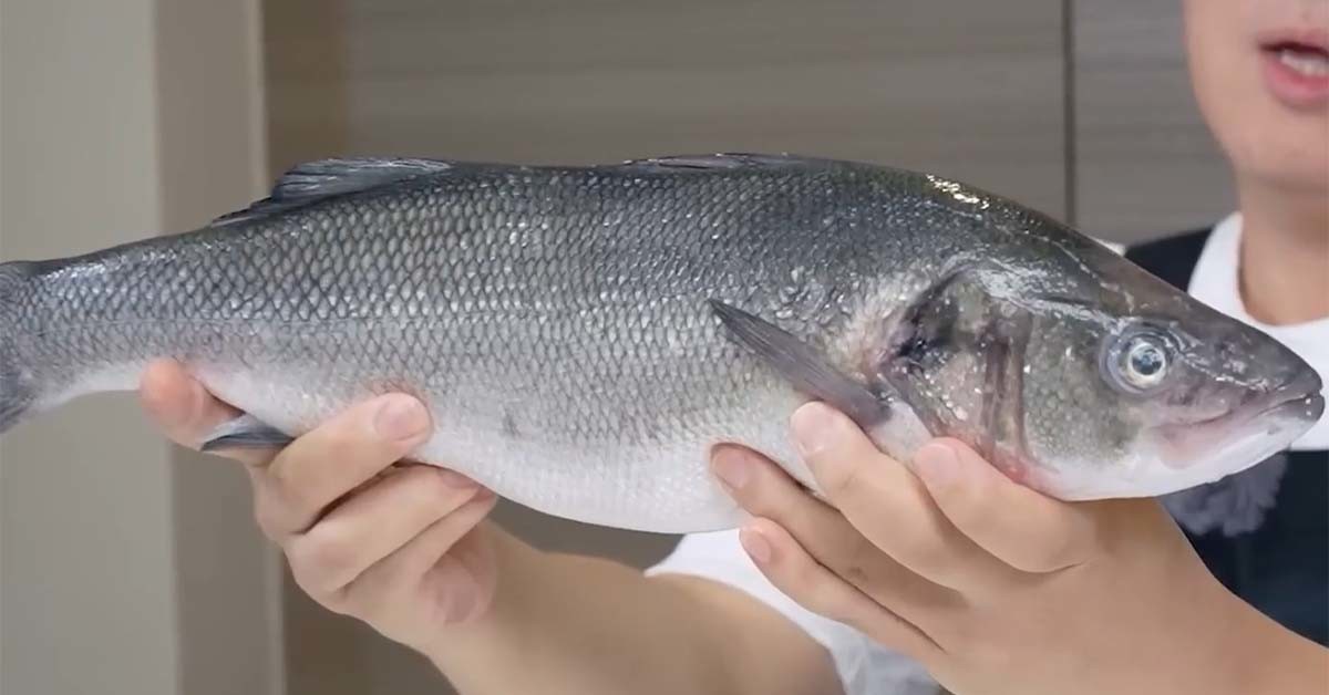 브란지노 / '입질의추억TV' 유튜브