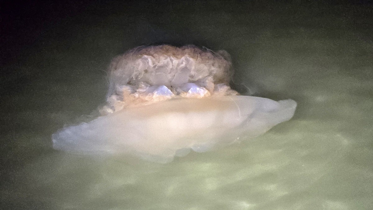 경북 포항시 남구 송도해수욕장에서 대형 해파리가 수면에 떠있는 것을 시민이 발견해 해경에 신고했다. / 뉴스1