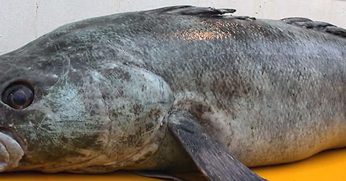 은대구  / '입질의추억TV' 유튜브