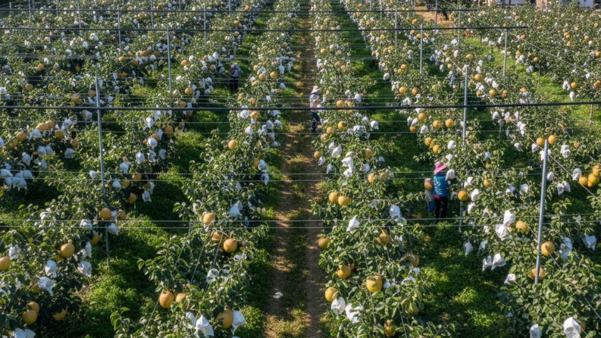 기사를 바탕으로 AI가 생성한 농가 자료사진. 실제와 다를 수 있습니다.
