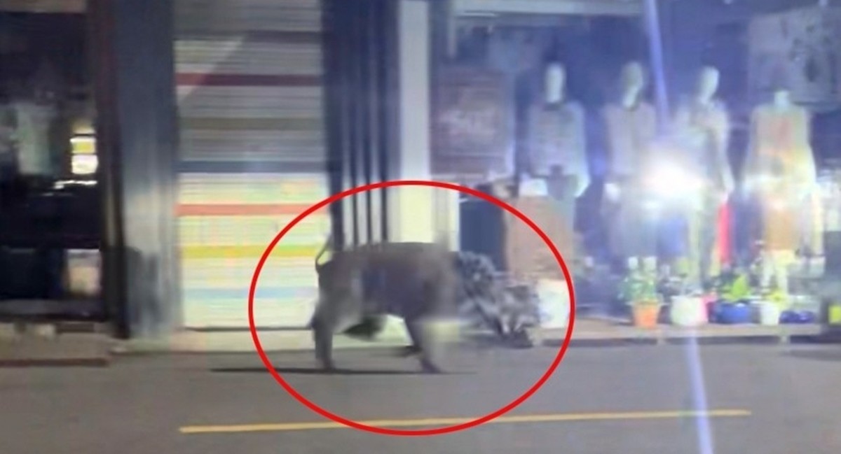 전주 도심에 출몰한 멧돼지 모습. 전북특별자치도소방본부에 따르면 지난 28일 오후 11시 29분과 오후 11시 41분쯤 '도로에 멧돼지가 돌아다닌다'라는 신고가 잇달아 들어온 것으로 전해졌다. 소방 당국은 당시 멧돼지 2마리 이상이 각기 다른 장소에서 나타난 것으로 보고 1시간 넘게 수색했으나 끝내 발견하지 못한 것으로 알려졌다.     이와 관련해 전북소방본부 관계자는 연합뉴스에 '무릎 높이 정도의 멧돼지 2∼3마리가 출몰한 것으로 보인다'라며 '신고 장소 주변을 샅샅이 수색했으나 멧돼지를 찾지는 못했다'라고 말했다.    / 연합뉴스