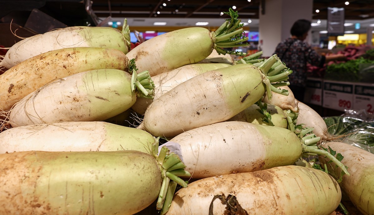 한 대형마트에 진열된 무 모습. 무는 김장철에 빠질 수 없는 대표적인 채소로 아삭한 식감과 시원한 맛이 특징이다. 주로 김치의 양념 속에 섞이거나 깍두기, 동치미 등의 형태로 사용된다. 김장용 무는 단단하고 매끈하며 잎이 싱싱한 것이 좋다. 손으로 눌렀을 때 탄력이 느껴지고 무게가 묵직해야 수분이 충분하다. / 뉴스1