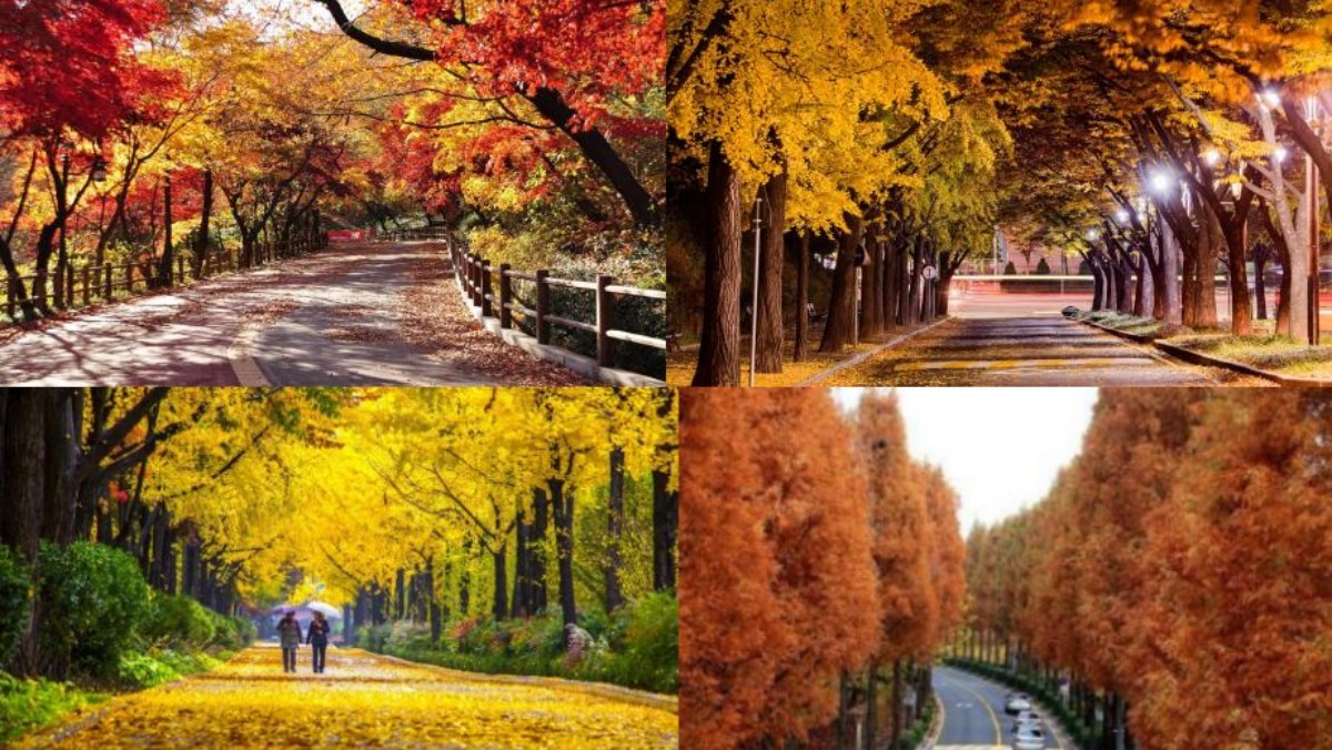 2025 '서울 단풍길 110선'  / 서울시 제공