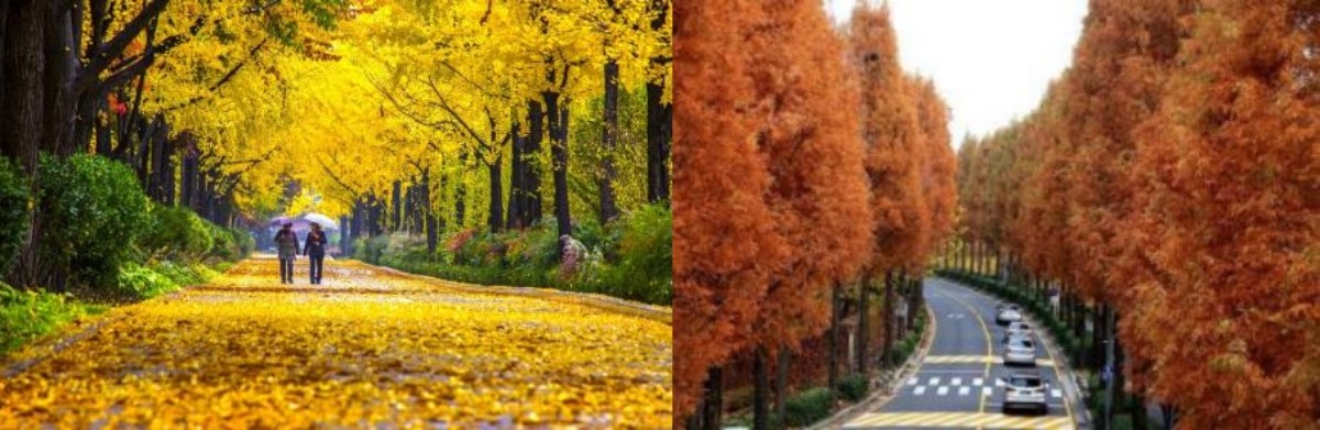 송파구 위례성길(왼쪽), 양재천길(오른쪽). 서울시 아름다운 단풍길 사진공모전 수상작 / 서울시 제공