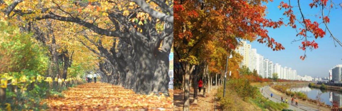 영등포구 윤중로(왼쪽), 중랑천 제방길(오른쪽). 서울시 아름다운 단풍길 사진공모전 수상작 / 서울시 제공