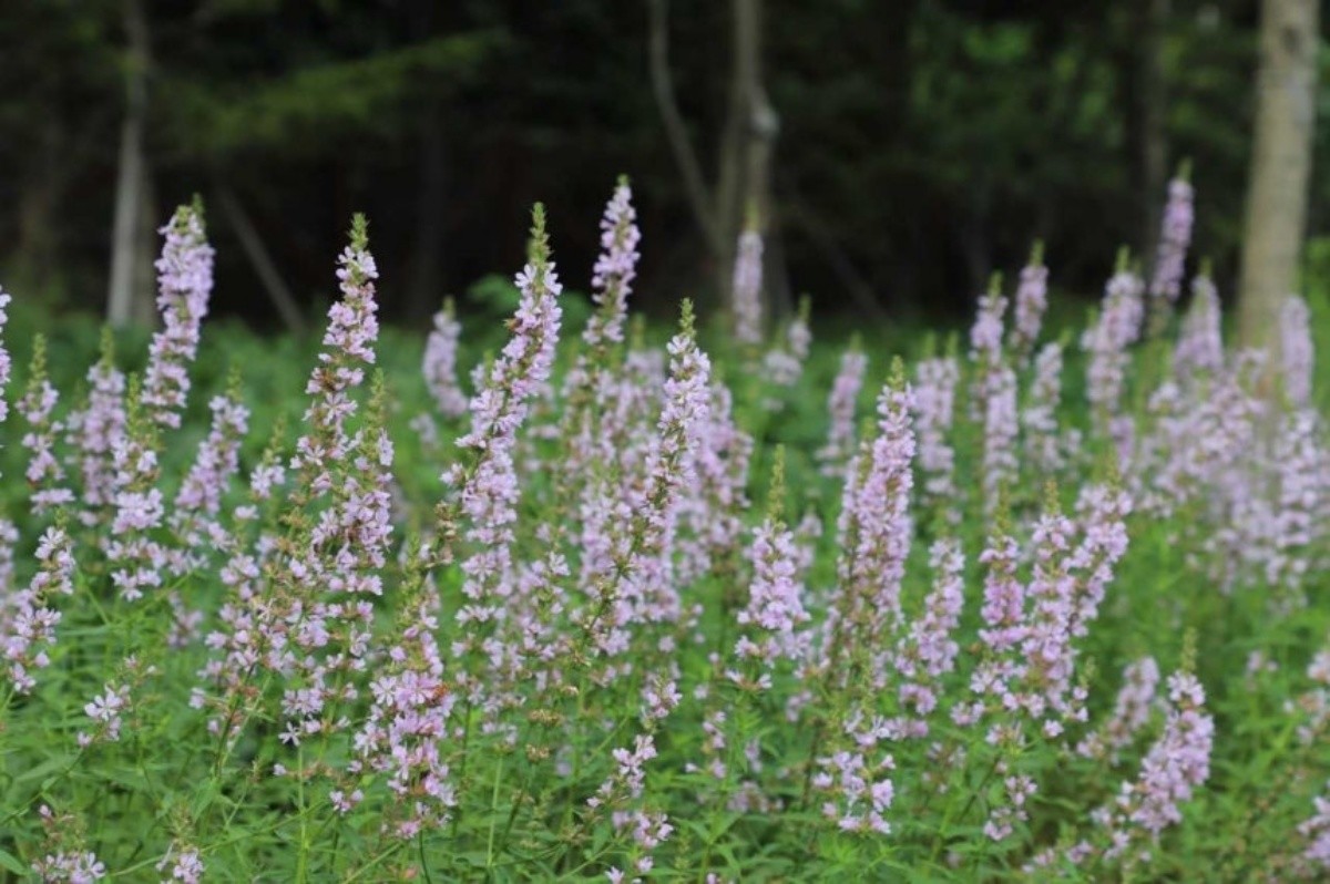 국립백두대간수목원에서 출원한 털부처꽃 ‘백두분홍’ / 국립백두대간수목원 제공