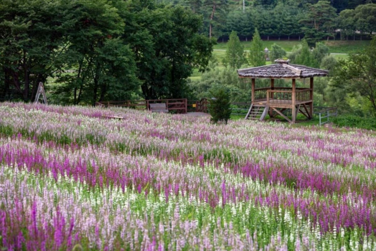 국립백두대간수목원 야생화언덕에서 볼 수 있는 털부처꽃 ‘백두분홍’ / 국립백두대간수목원 제공
