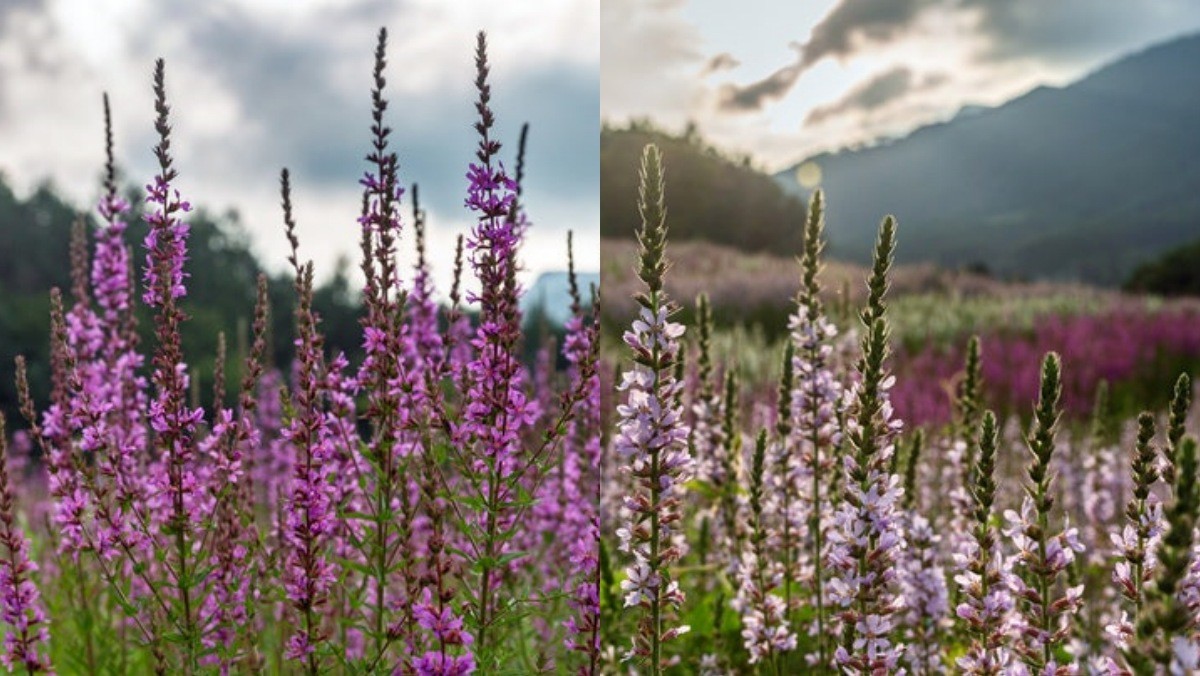 털부처꽃 원종(왼쪽)과 털부처꽃 '백두분홍(오른쪽). 붉은 자주색 꽃이 피는 원종과는 다른 특성을 보인다. / 국립백두대간수목원 제공
