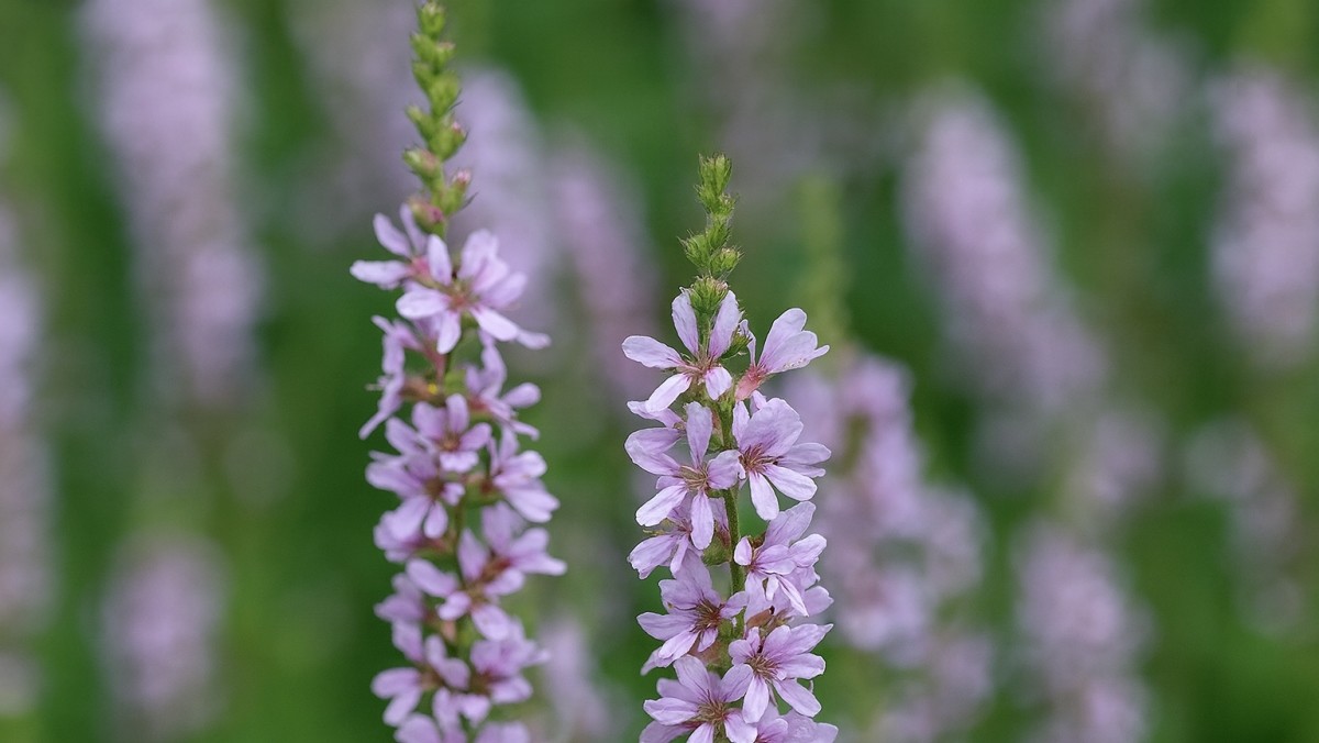 기사의 이해를 돕기 위한 AI 생성 이미지