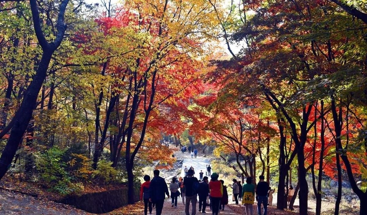 서울대 안양수목원 가을 풍경. 경기 안양시는 서울대 안양수목원이 11월 5일 오전 10시 이후 시민에게 무료로 전면 개방된다고 29일 밝혔다. 서울대 안양수목원은 1967년 조성된 이후 한시적으로만 개방해왔다. 이런 가운데 안양시와 서울대와의 협약을 통해 58년 만에 수목원 전시 구역 25㏊ 가운데 교육·연구시설을 제외한 20㏊를 상시 개방하게 됐다. 서울대 안양수목원은 매주 화요일부터 일요일까지 개방하며 월요일과 새해 첫날, 설 및 추석 연휴에는 문을 닫는다. 개방시간은 하절기에는 오전 9시부터 오후 6시까지, 동절기에는 오전 10시부터 오후 5시까지로 마감시간 1시간 전까지 입장해야 한다. / 경기 안양시 제공