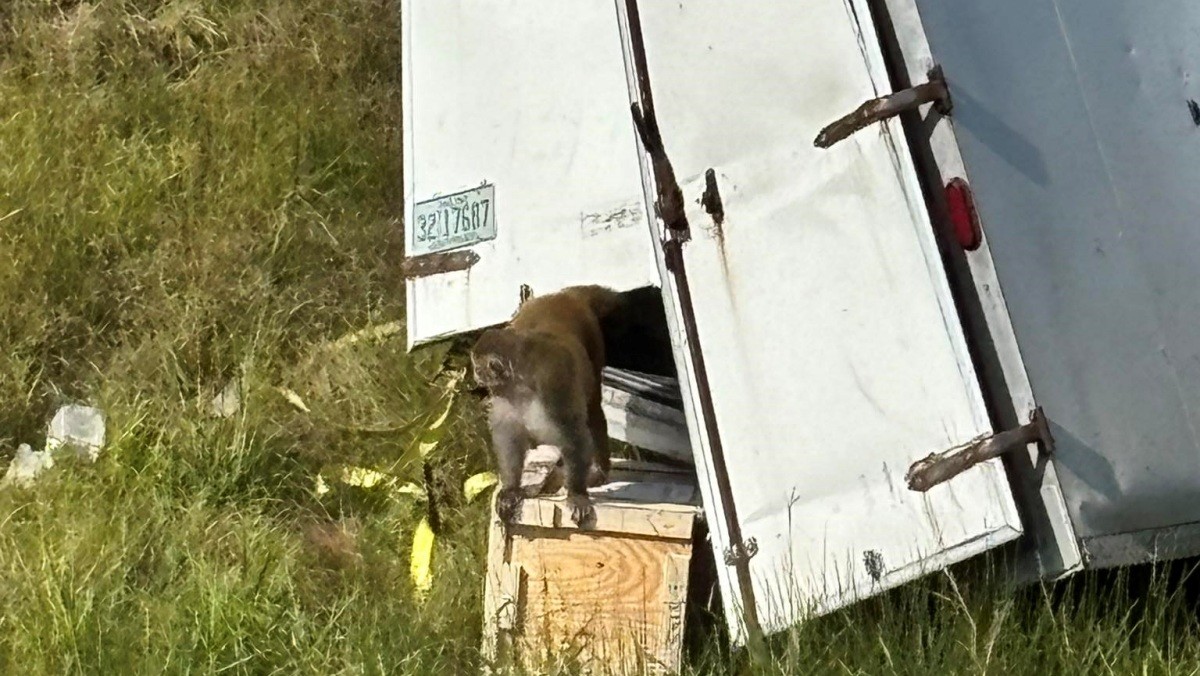 사고 차량에서 탈출한 실험실 원숭이들. / 재스퍼 카운티 보안관 사무소 페이스북 캡처