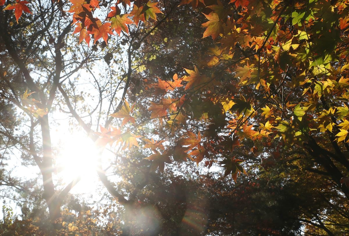 가을 단풍이 든 모습. 기사 이해를 돕기 위한 자료 사진. 서울대 안양수목원이 58년 만에 전면 개방된다는 소식이 전해졌다. 서울대 안양수목원의 원래 명칭은 서울대 관악수목원이었으나 서울대가 기획재정부 협의와 교육부 승인을 거쳐 지난달 국유재산인 관악수목원을 무상 이전받은 것을 계기로 안양시와 협의 끝에 지금의 명칭을 사용하기로 합의했다. / 뉴스1