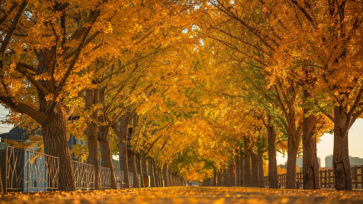 아산 구굑천 은행나무길. / Ozone foto-shutterstock.com