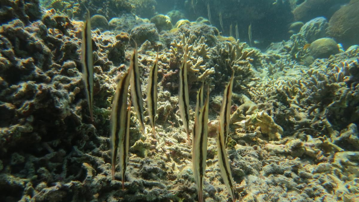 부나켄 해양국립공원. / xavier pou gonzalez-shutterstock.com