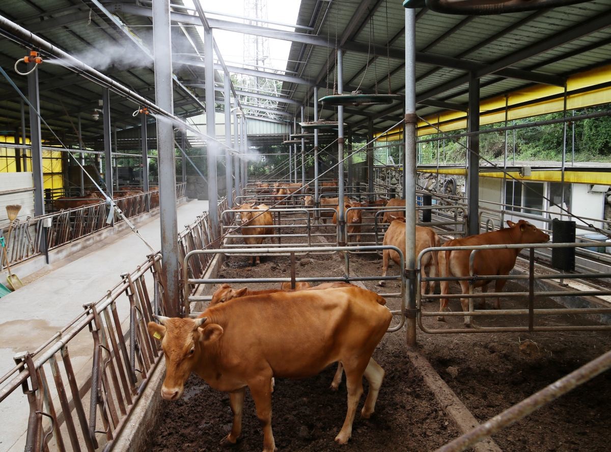 자료사진. 부산의 한 한우농가의 모습. / 뉴스1