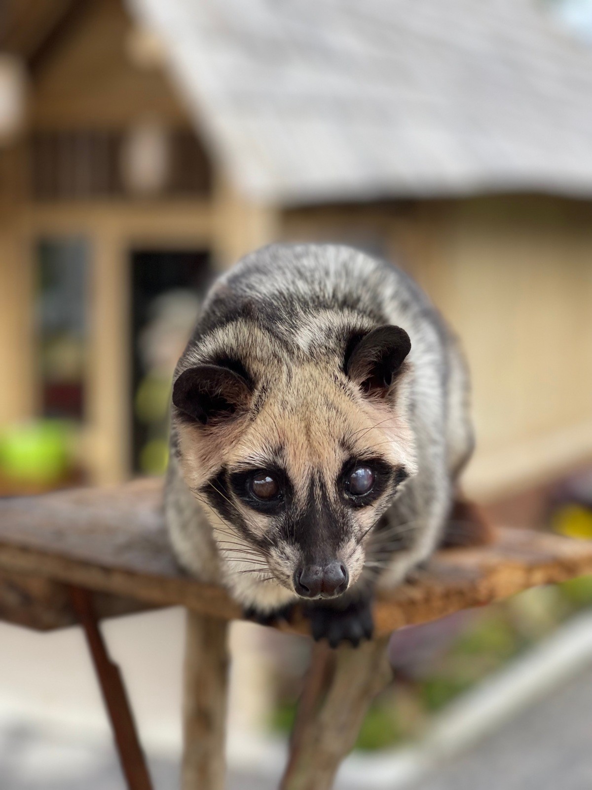 코피루왁을 생산하는 아시아계 시베트 헤르마프로디토스. / Muj1zat-shutterstock.com