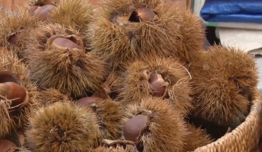 유튜브 'SBS STORY'