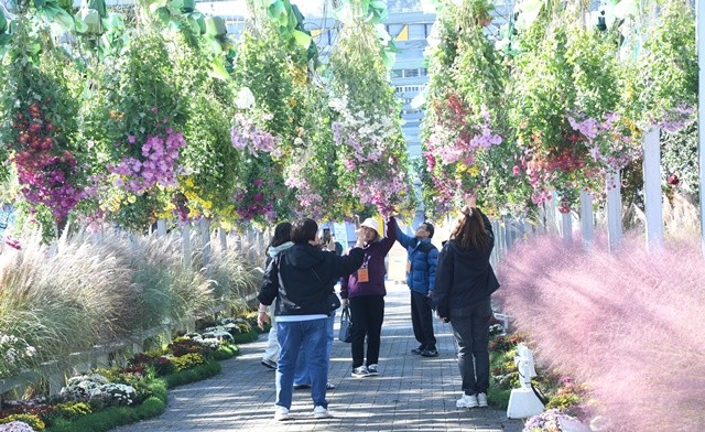 29일 오전 전남 함평군 함평엑스포 공원에서 열리고 있는 ‘2025 대한민국 국향대전’을 찾은 관람객들이 형형색색 국화꽃을 감상하며 깊어가는 가을의 정취를 즐기고 있다.