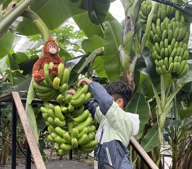 바나나 따기 체험