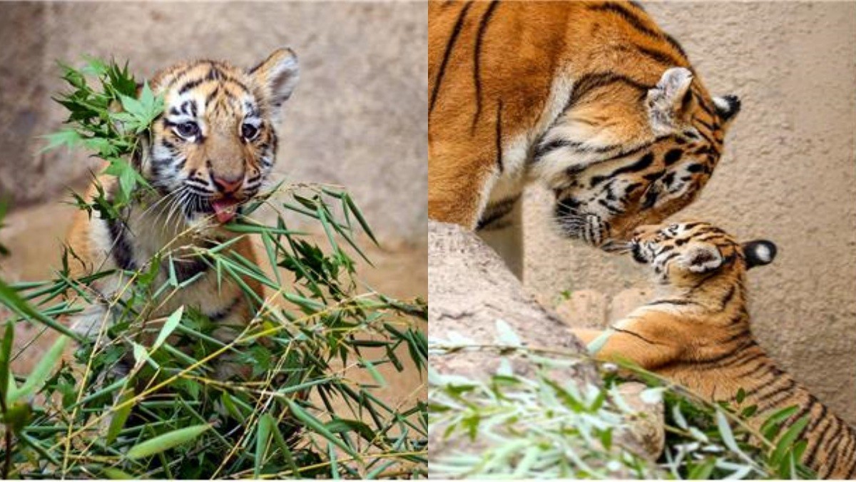 새끼 시베리아 호랑이 설호  / 서울대공원 제공