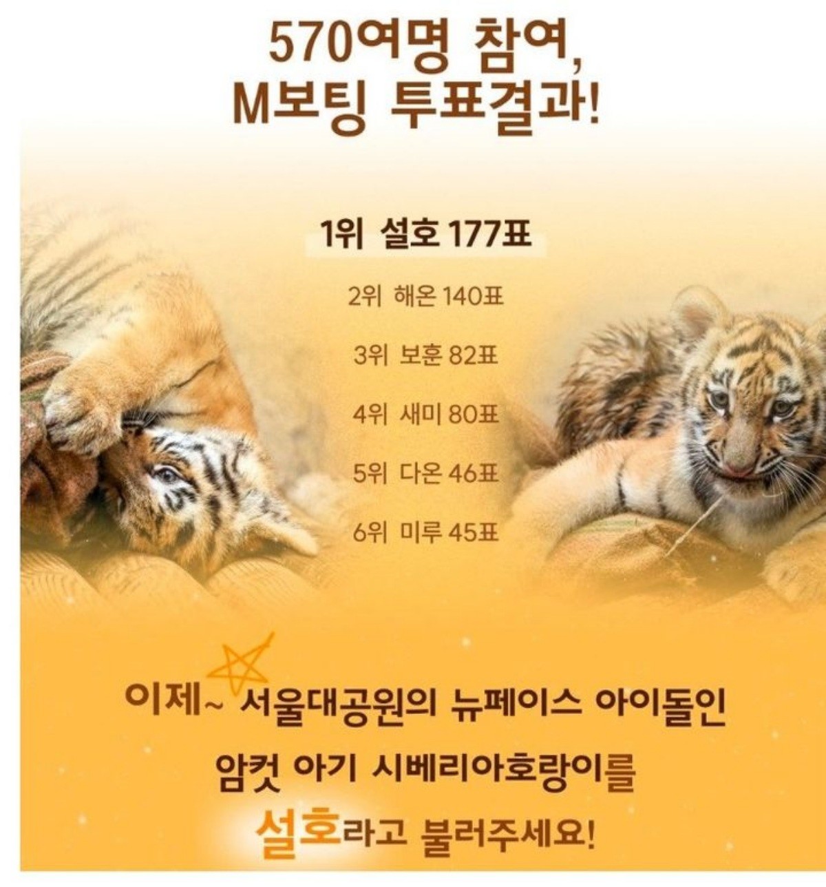 새끼 시베리아 호랑이 설호 / 서울대공원 제공
