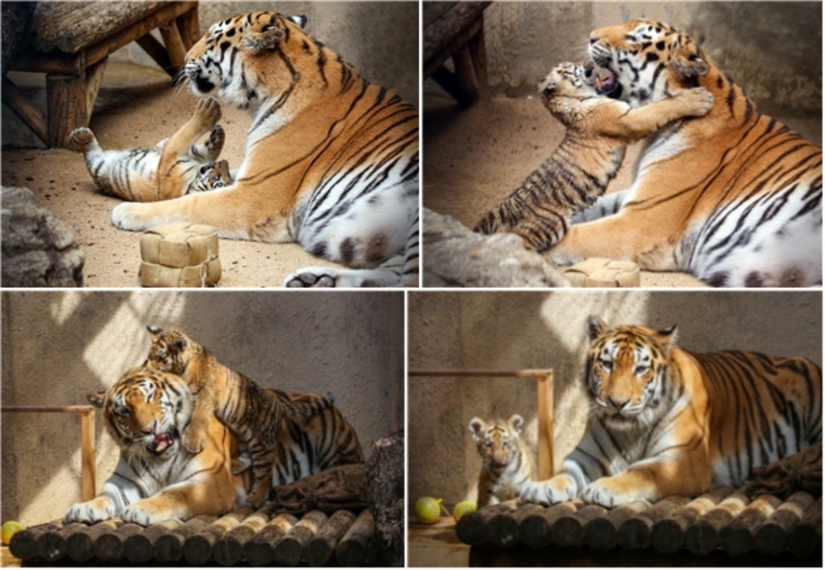 새끼 시베리아 호랑이 설호 / 서울대공원 제공