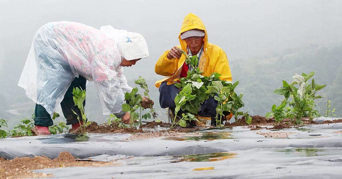 단비에 깻잎 모종 심는 부부 / 뉴스1