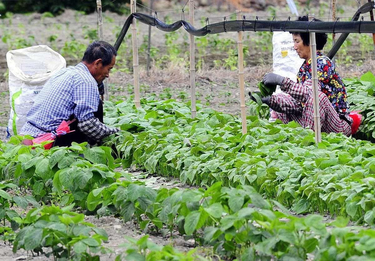 깻잎 수확 자료 사진 / 뉴스1