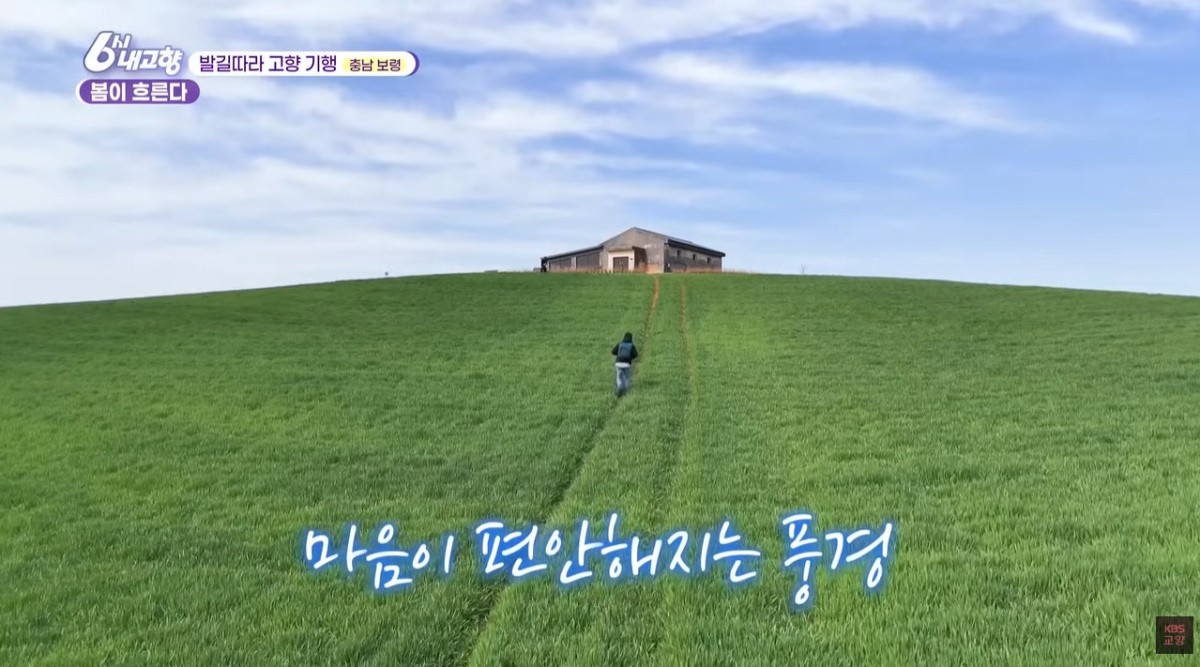 보령시 천북면 청보리밭. / 유튜브 'KBS 교양' 영상 캡쳐