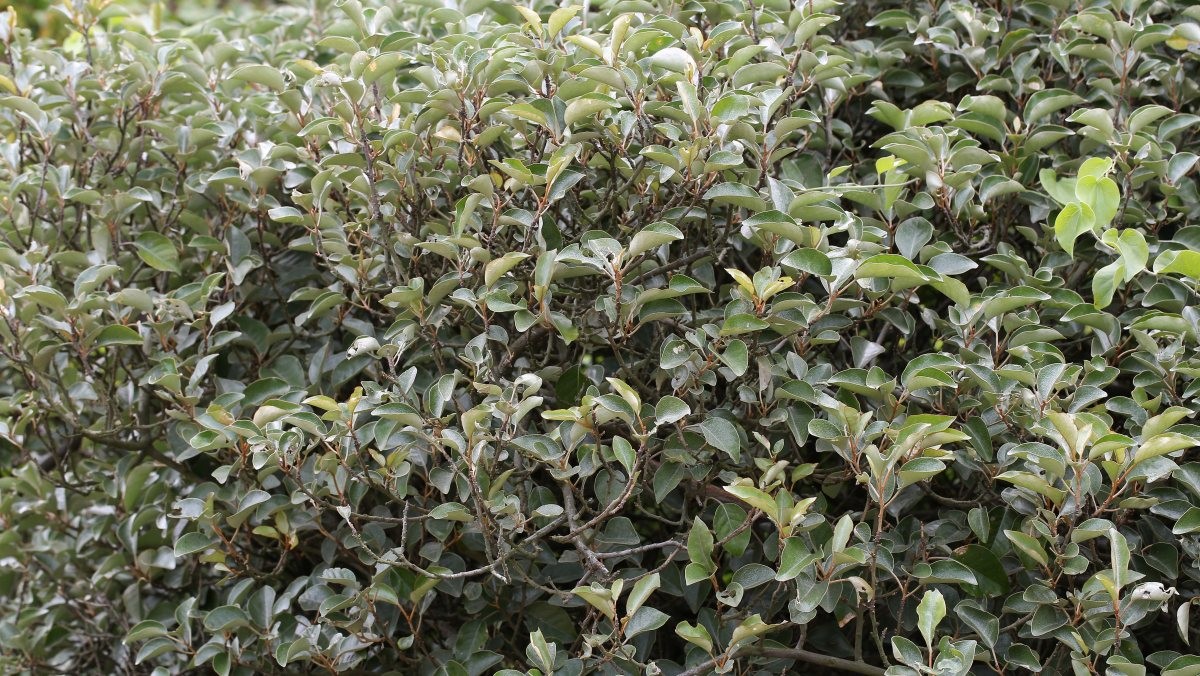 보리밥나무. / 환경부 국립생물자원관 제공