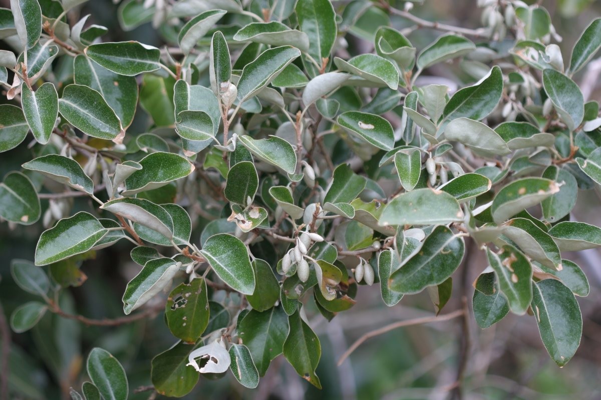 보리밥나무. / 환경부 국립생물자원관 제공