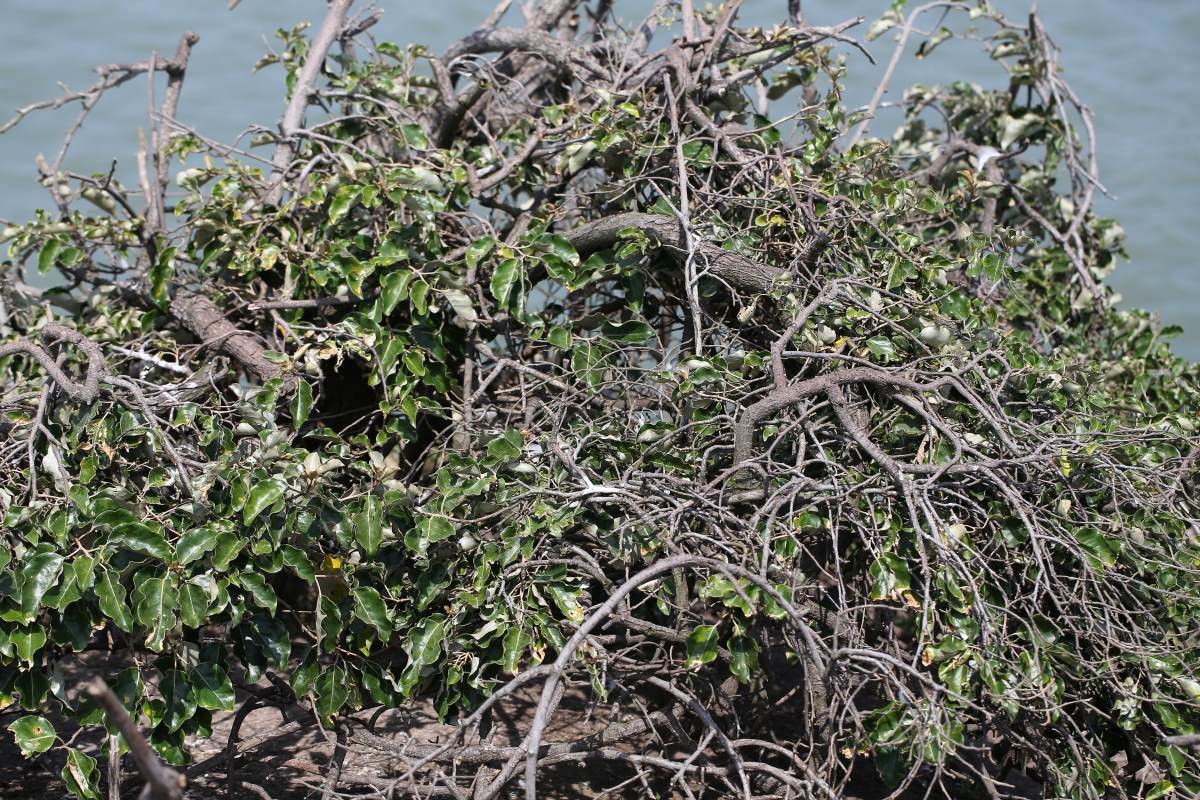 보리밥나무. / 환경부 국립생물자원관 제공