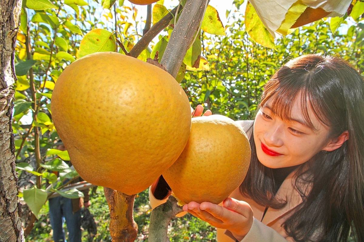 산청서 대왕배 수확 / 산청군 제공, 연합뉴스