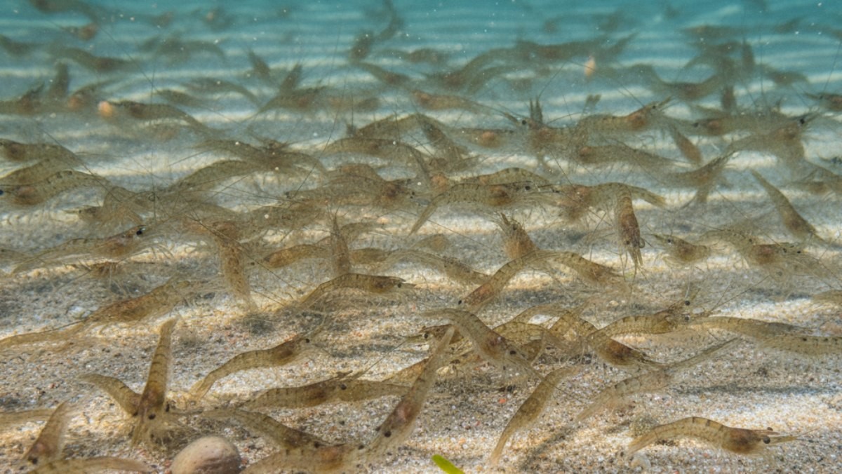 보리새우 종자. 기사 내용을 바탕으로 AI가 생성한 자료사진. (실제와 차이가 있을 수 있음을 알립니다.)