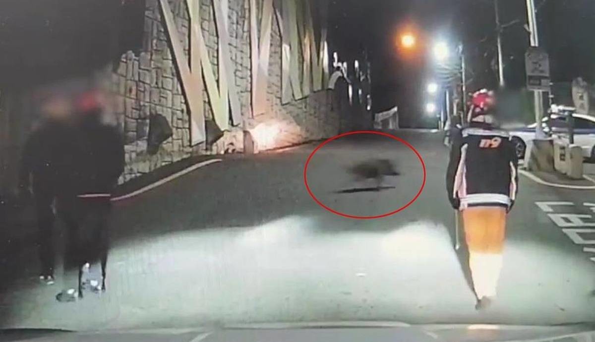 과거 부산에 출몰한 멧돼지 / 부산경찰제공, 연합뉴스